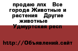 продаю лпх - Все города Животные и растения » Другие животные   . Удмуртская респ.